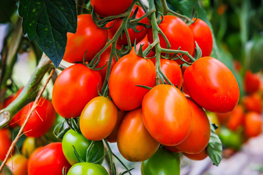 Roma Tomatoes