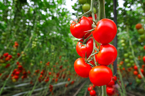 Hothouse Tomatoes